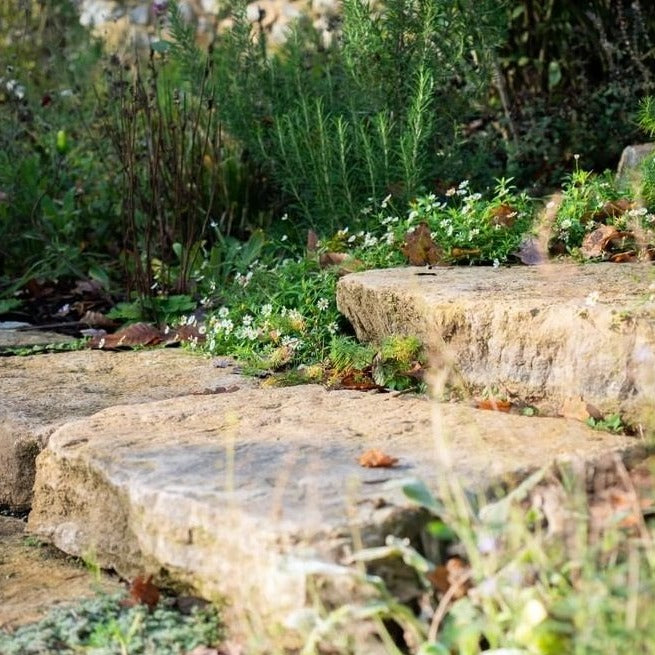 JURASSIC STEPPING STONES