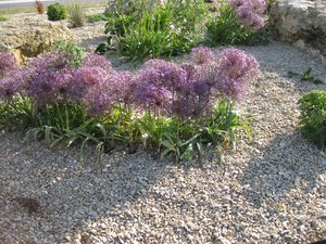 COTSWOLD PEBBLES - 20MM